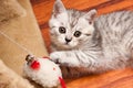 A small striped gray white British kitten playing with a toy lying on the floor Royalty Free Stock Photo