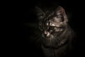 Small striped gray-white kitten, closeup portrait