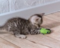 A small striped gray-white kitten is having fun playing on the floor with green mouse toy. Selective focus Royalty Free Stock Photo