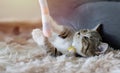 A small striped gray-white kitten is having fun playing with a toy in the morning sunlight Royalty Free Stock Photo