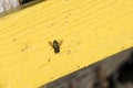 Small striped hoverflies sits on a yellow board