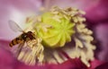A small striped hoverfly looks for pollen on a poppy flower Royalty Free Stock Photo