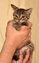 striped kitten in hands Royalty Free Stock Photo