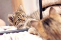 A small striped kitten lies near the mirror, the kitten is reflected in the mirror