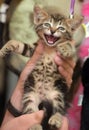 Small striped kitten meows