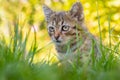 A small striped kitten sits in the garden in thickets of thick grass Royalty Free Stock Photo