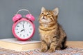 A small striped kitten sits near a book and an alarm clock and looks up Royalty Free Stock Photo