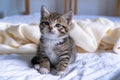 Small striped kitten sitting on bed white light blanket. Concept of domestic adorable pets