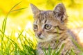 Small striped kitten sitting in the grass on a sunny day Royalty Free Stock Photo