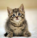 Small striped kitten sitting