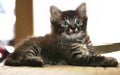 Small striped kitten sitting and looking at camera