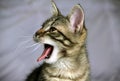 Small striped, mongrel kitten looks in profile, a portrait on a grayish background,