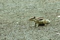 Small striped rodents marmots chipmunks squirrel monkey sciurus fauna adorable creature spotted on hunting mood. Animal Wildlife