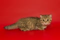 Small striped Scottish kitten stands sideways