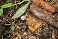 Small striped snail creeps through the tree trunk