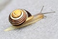 small striped snail