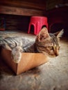 A small, striped tabby kitten is resting inside a light brown cardboard box on a concrete floor. Royalty Free Stock Photo