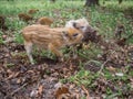 Small striped wild boars dig the ground