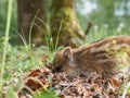 Small striped wild boars dig the ground