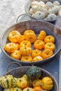 Small striped yellow orange ripe decorative pumpkins in a metal basin at a harvest festival. Cute baby pumpkin, garden decor Royalty Free Stock Photo