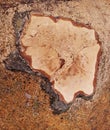 Small stump from a sawn-off lonely strong tree of an abstract circle