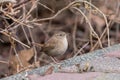 The Eurasian wren Troglodytes troglodytes sitting on the ground with a brown blurred background Royalty Free Stock Photo