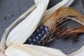 Small, stunted ear of blue corn, still in husk