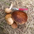 A small success in finding mushrooms Royalty Free Stock Photo