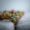 A Small Succulent Garden Grows and Roots in the Gaps Between the Minimalist Gray Sofas Royalty Free Stock Photo