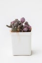 Small succulent Graptopetalum pachyphyllum bluebean and Sedum dasyphyllum minor flower in white pot on white background