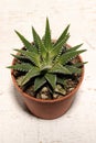 Small succulent plant Royalty Free Stock Photo