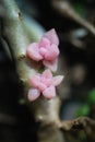 Small succulent plant Graptopetalum mendozae