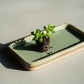 Small succulent plant with green leaves Royalty Free Stock Photo