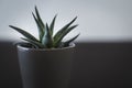 Small succulent plant in a grey pot Royalty Free Stock Photo