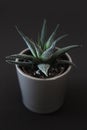 Small succulent plant in grey pot