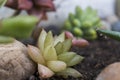 Small succulent plant growing in a rock garden