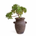 Small succulent plant in pot isolated