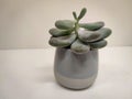 Small succulent plant in a pot Royalty Free Stock Photo