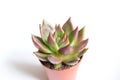 Small succulent plant pot on white background