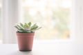 Small succulent plant pot on window bench Royalty Free Stock Photo