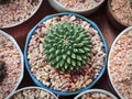 Small Succulent Plant with Red Brown Gravel Stones in Blue Cup Royalty Free Stock Photo