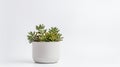 a small succulent plant with thick and fleshy green leaves in a white ceramic pot. The pot is round and smooth, creating Royalty Free Stock Photo