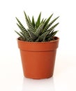 Small succulent plant Royalty Free Stock Photo