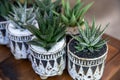 Small succulent plants Haworthia Attenuata member of the subfamily Asphodeloideae potted on the wooden table at the