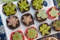 Small succulent plants