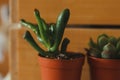 Small succulent plants in plastic pots on a wood Royalty Free Stock Photo