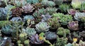 Small succulent plants in pots Royalty Free Stock Photo