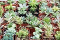 Small succulent plants in pots Royalty Free Stock Photo