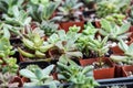 Small succulent plants in pots Royalty Free Stock Photo