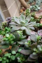 Small succulent tucked in a corner of the arid greenhouse at the Frederik Meijer Gardens